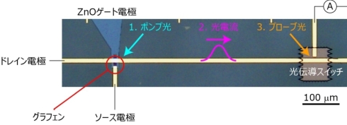 サファイア基板上に作製されたグラフェン光検出器とオンチップTHz分光回路の顕微鏡写真