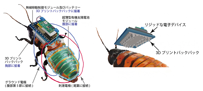 充電可能な太陽電池を実装したサイボーグ昆虫を開発：医療技術ニュース