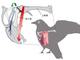 進化の過程の解明へ、鳥の羽ばたき推進力の新たな指標を確立