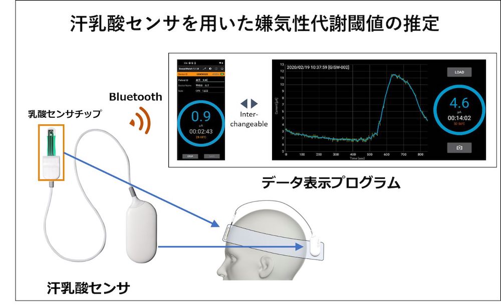 皮膚に貼るバイオセンサーで汗の乳酸値を測定する運動評価法を開発