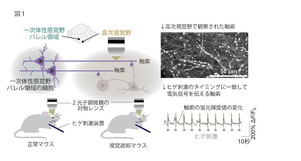 目が見えなくなると触覚機能が向上するメカニズムを解明：医療技術
