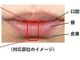 ヒトの口唇組織と類似した構造を持つ、口唇モデルを開発