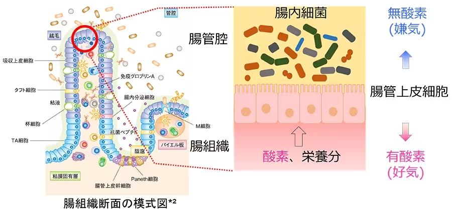 腸内環境を再現した細胞培養装置のテスト販売を開始：医療機器ニュース