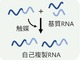 原始の地球にも存在できた、自己複製する短いRNAを発見