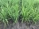 稲作の中干し期間延長でJ-クレジットを取得し環境配慮と農家の収益拡大を支援