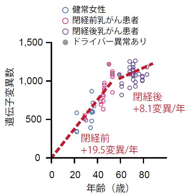 最初の変異獲得から発症まで、乳がん発生の進化の歴史を解明：医療技術 