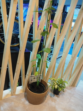 写真左の細長く縦に伸びた植物がケナフだ。ケナフは主に東南アジアやインドなどで栽培されている一年生植物だ