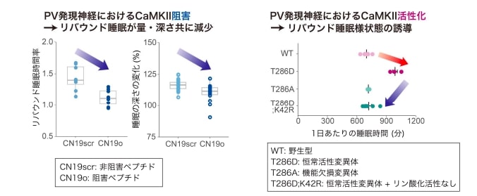 PV_oCaMK IIɂ鐇P퐫̐mNbNŊgn oFw