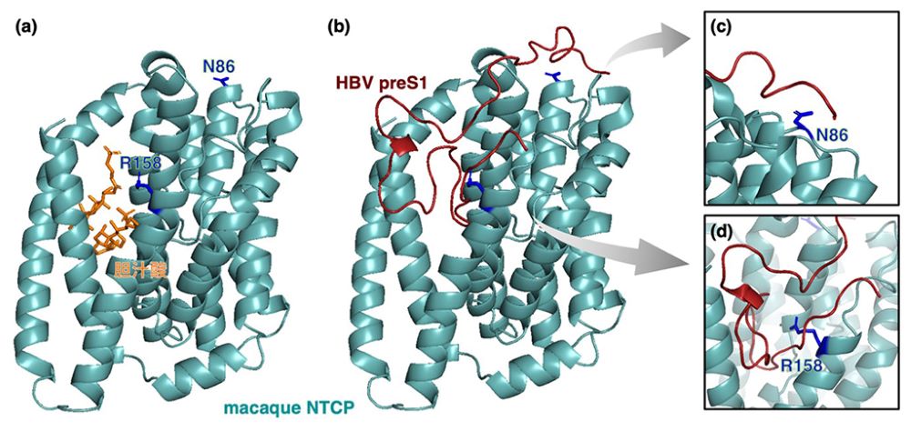 HBV preS1mNTCP^pN2̗̈ɂĖWQmNbNŊgn oFȑw