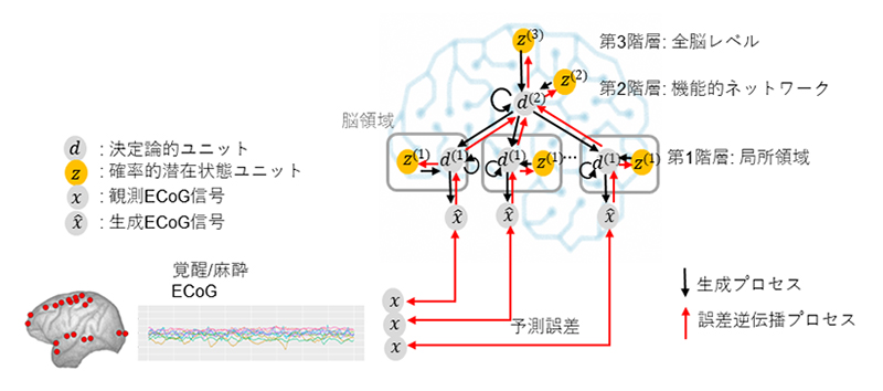 霊長類の脳の状態を反映させた脳デジタルツインを開発：医療技術
