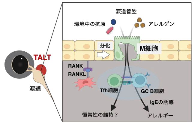 総合アレルギー学 涙の通り道にある免疫組織がアレルギー悪化に関与していることを