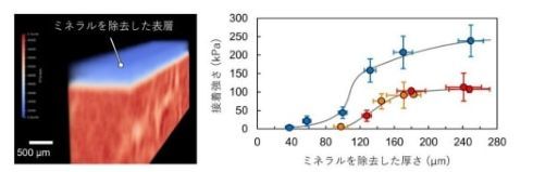 �L���v�V����