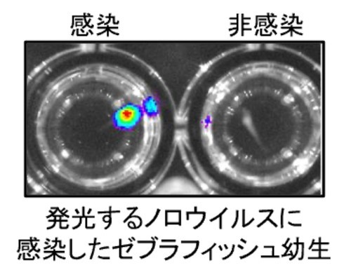 �L���v�V����