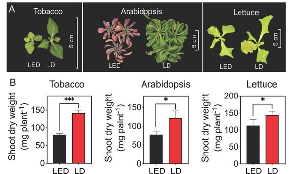 �L���v�V����