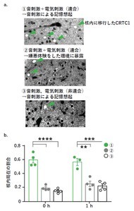 �L���v�V����