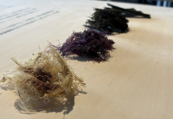 �J���H���Ō��؂����C����