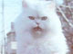 “白いイヌ”に勝てるか——ソフトバンクモバイルのテレビCMに“白いネコ”