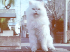 白いイヌ”に勝てるか――ソフトバンクモバイルのテレビCMに“白いネコ 