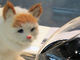 “ネコダイエット”もOK——愛猫の顔を認識して餌を与える「Catfi」