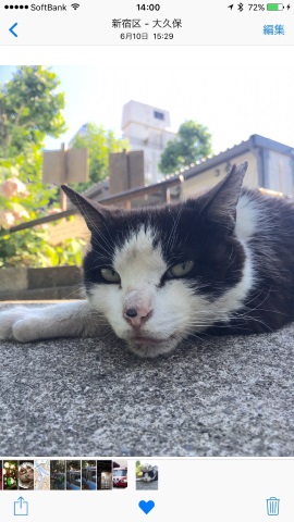 明るくなった猫