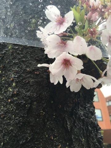 雨の日の桜の花