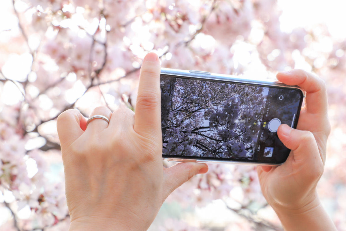 早くも満開 Iphoneで桜をキレイに撮る方法 年版 荻窪圭のiphoneカメラ講座 1 2 ページ Itmedia Mobile