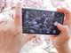 早くも満開！　iPhoneで桜をキレイに撮る方法（2020年版）