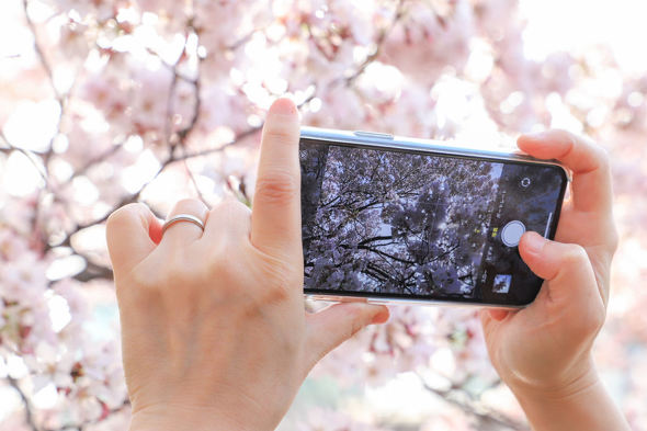 早くも満開 Iphoneで桜をキレイに撮る方法 年版 1 2 Itmedia Mobile