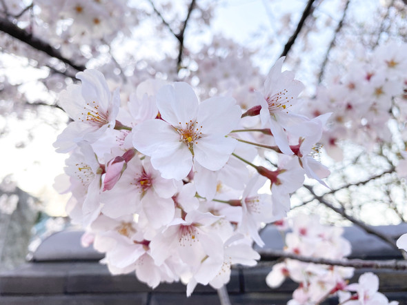 早くも満開！ iPhoneで桜をキレイに撮る方法（2020年版）：荻窪圭の 