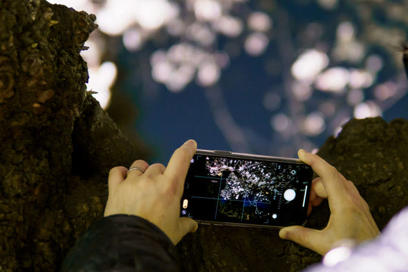 早くも満開 Iphoneで桜をキレイに撮る方法 年版 荻窪圭のiphoneカメラ講座 2 2 ページ Itmedia Mobile