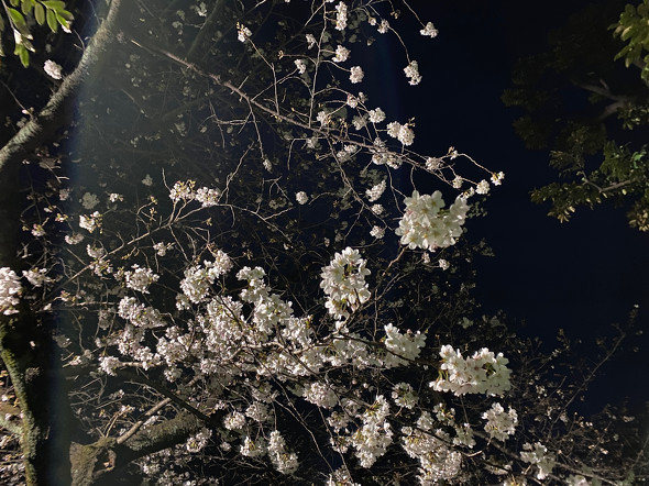 早くも満開 Iphoneで桜をキレイに撮る方法 年版 2 2 Itmedia Mobile
