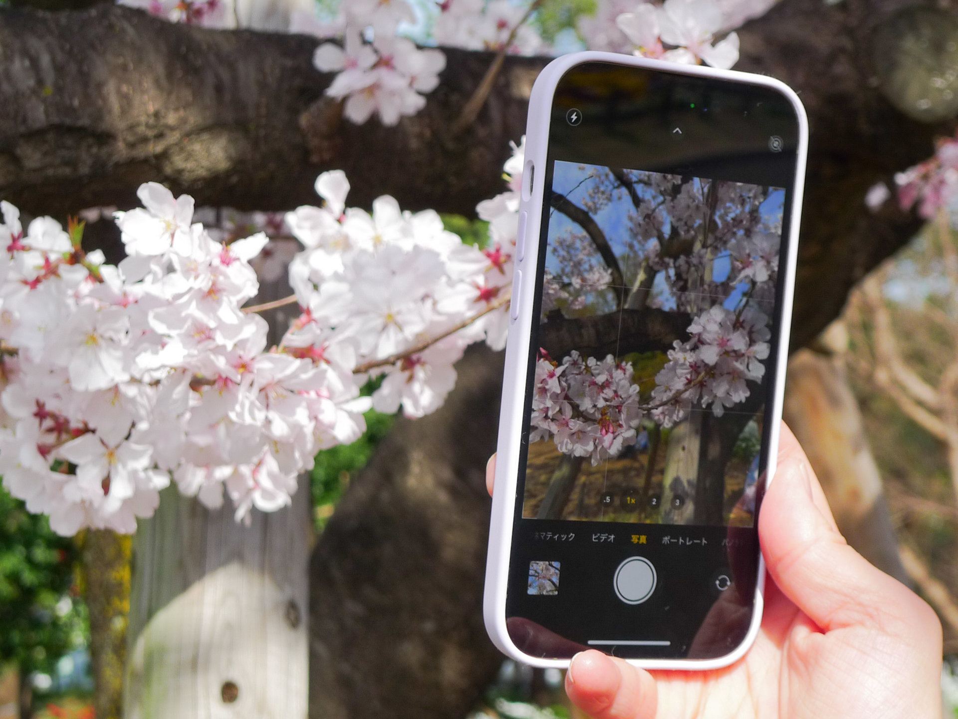 iPhoneで桜をキレイに撮る方法【2023年版】 iPhone 14 Proならではの