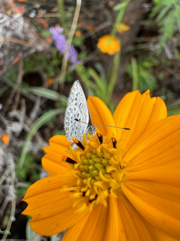 iPhone 15 Pro MaxJr[