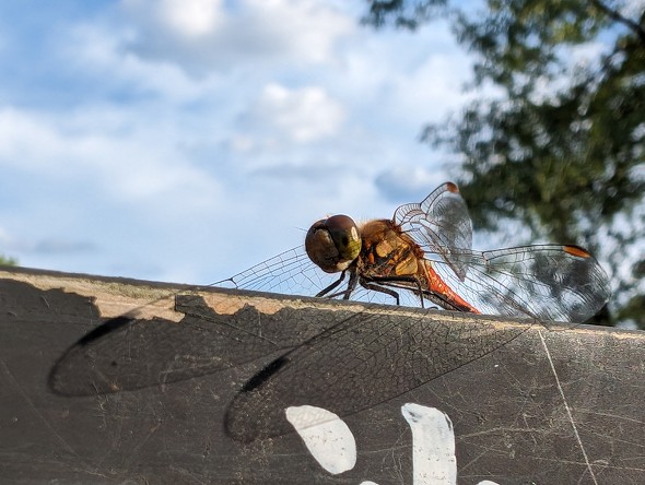 Google Pixel 8^8 ProJr[