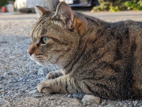 Google Pixel 8^8 ProJr[