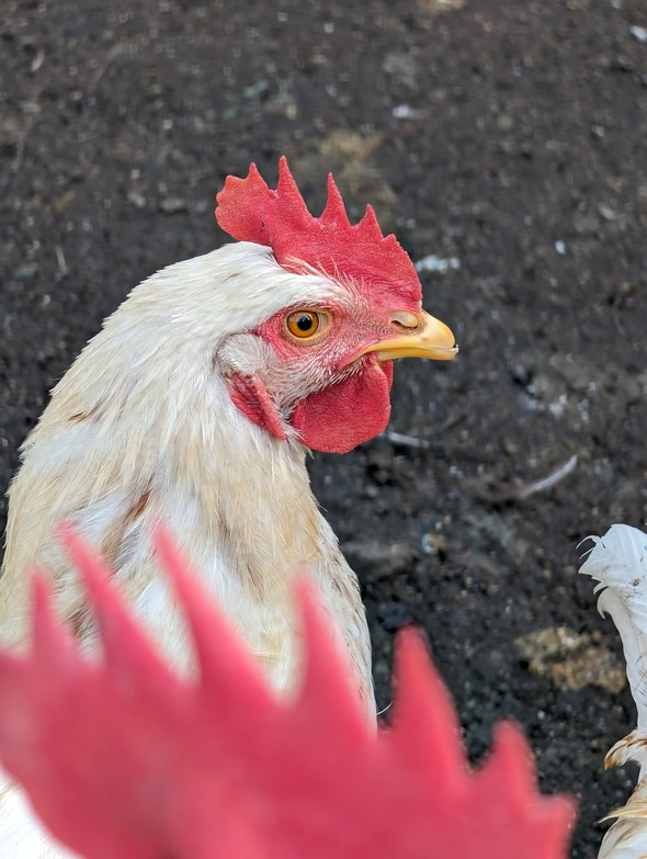 Google Pixel 8^8 ProJr[