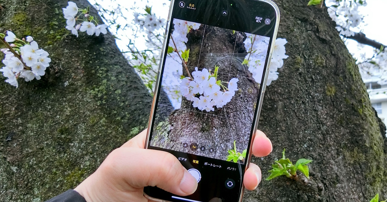 春らんまん！ iPhoneで桜をキレイに撮る方法【2024年版