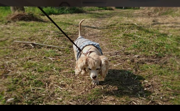 VisionPro Apple  S[O