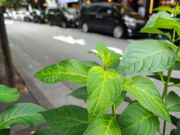 motorola edge 50s pro