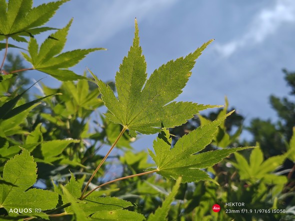 Xiaomi 14 UltraAQUOS R9r