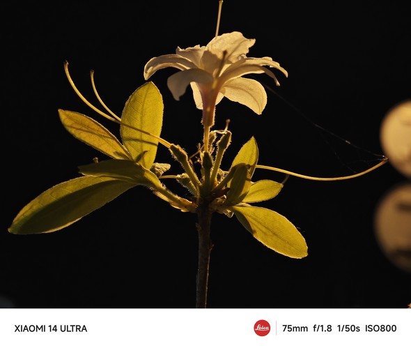 Xiaomi 14 UltraAQUOS R9r