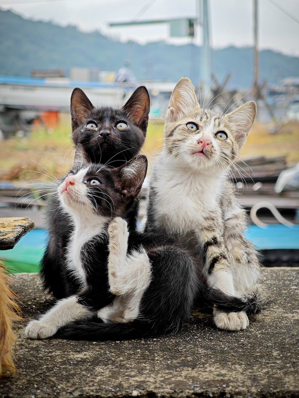 Xperia 1 VI{Xiaomi 14 Ultrar[