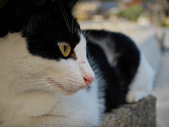 Xperia 1 VI{Xiaomi 14 Ultrar[