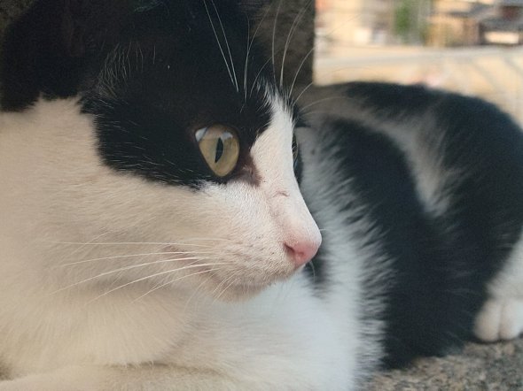 Xperia 1 VI{Xiaomi 14 Ultrar[