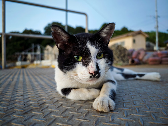 Xperia 1 VI{Xiaomi 14 Ultrar[