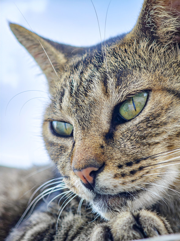 Xperia 1 VI{Xiaomi 14 Ultrar[