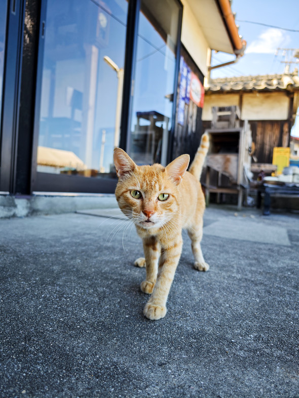 Xperia 1 VI{Xiaomi 14 Ultrar[