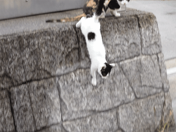 Xperia 1 VI{Xiaomi 14 Ultrar[