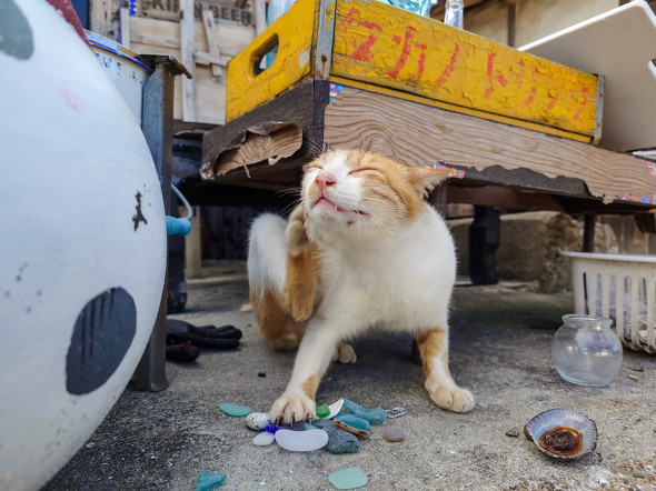 Xperia 1 VI{Xiaomi 14 Ultrar[