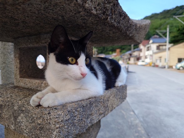 Xperia 1 VI{Xiaomi 14 Ultrar[